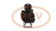 PCV MS435 - ARRANQUE MERCEDES 4.0 KW 24V MAHLE NEW
